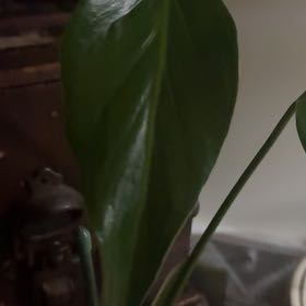 Photo of the plant species Burle Marx Flame Monstera by @RichlyKanna40 named Gobi on Greg, the plant care app