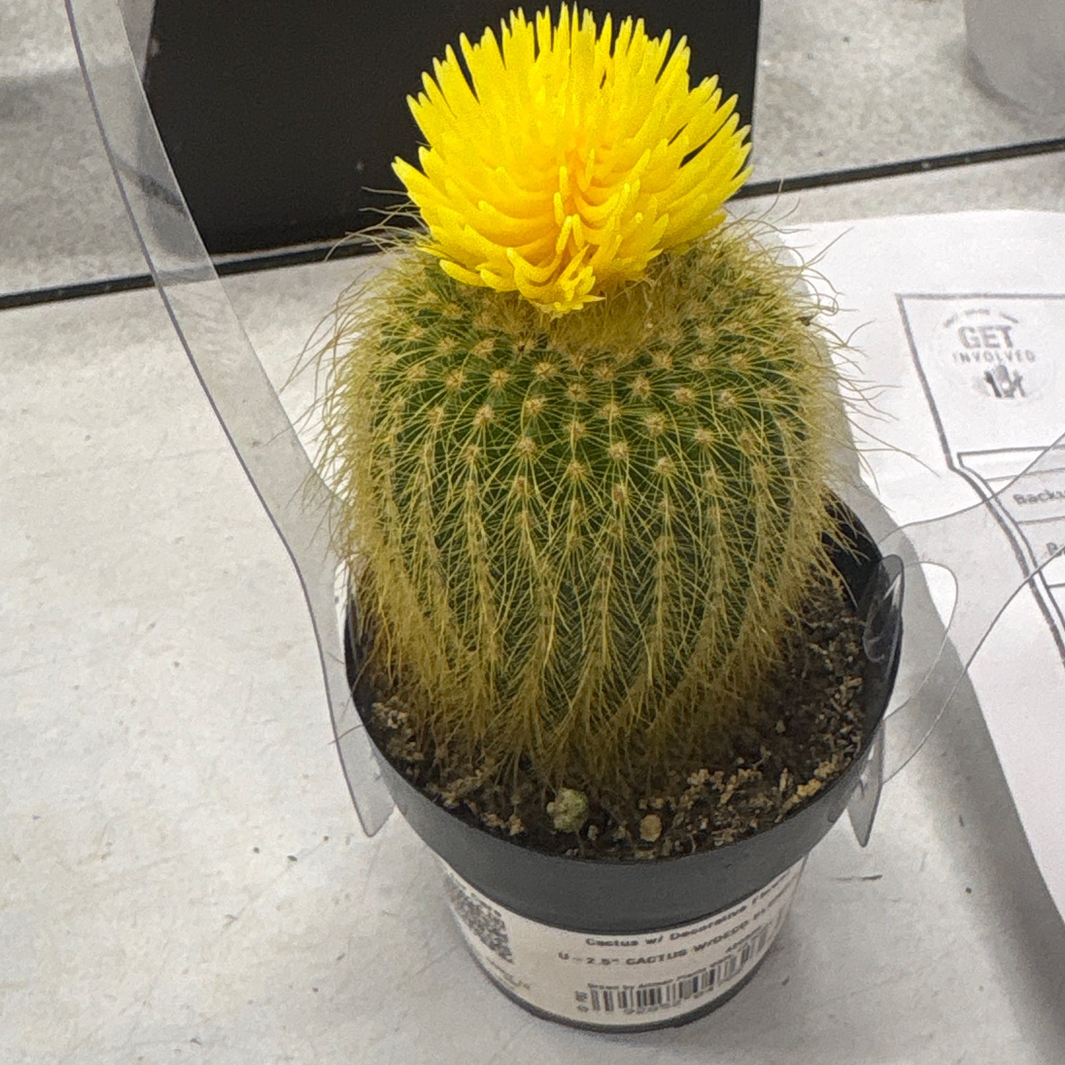Photo of the plant species Assorted Cactus by @DiversePothos43 named Spike on Greg, the plant care app