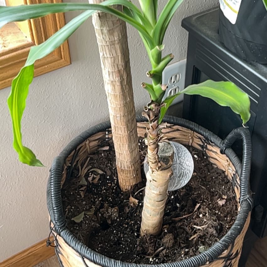 Photo of the plant species Dracena by @SizableEndive18 named Sproutacus on Greg, the plant care app