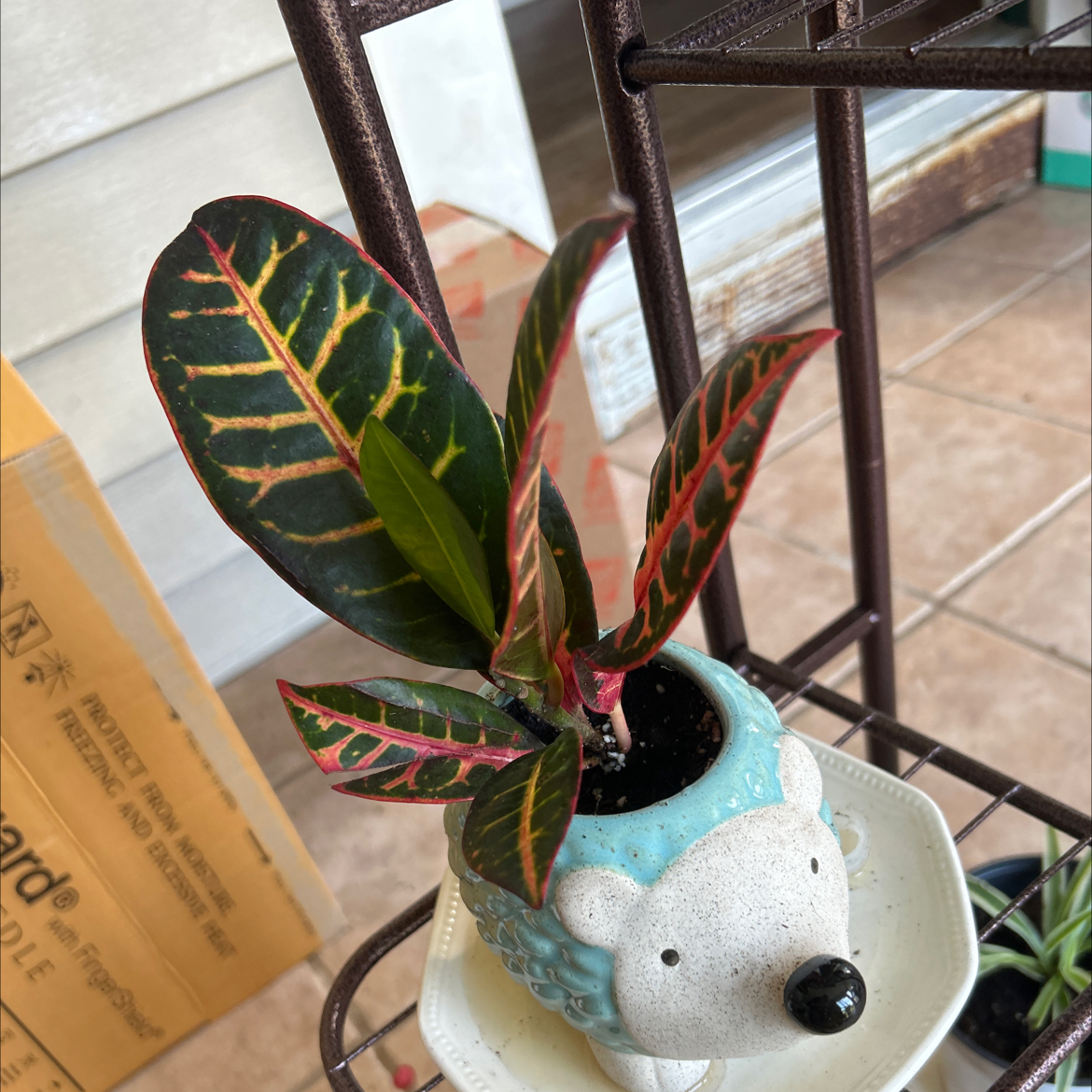 Photo of the plant species Red Croton by @PoeticPukatea87 named Sonora on Greg, the plant care app