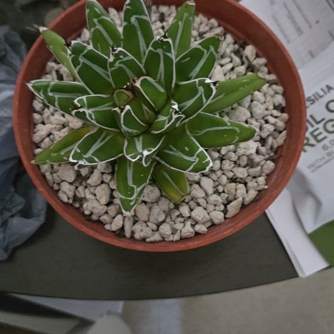 Photo of the plant species Queen Victoria Agave by @BonusJellycup75 named Eva on Greg, the plant care app