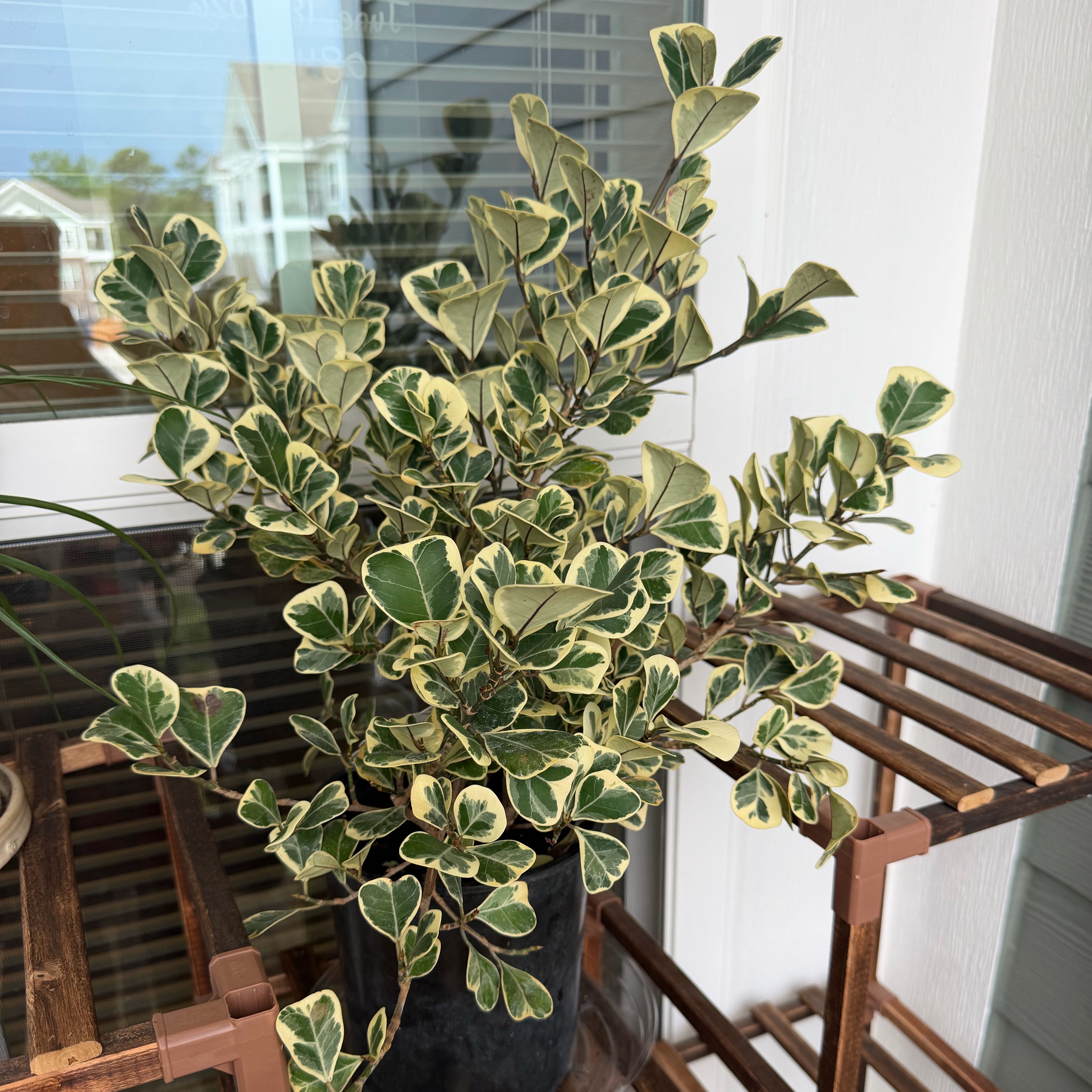 Photo of the plant species Ficus triangularis 'Variegata' by @PetDuwei97 named Dax on Greg, the plant care app