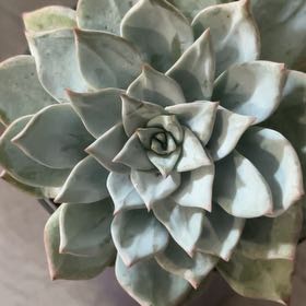 Photo of the plant species Echeveria peacockii hybrid by @FamedOakfern28 named Rhythm on Greg, the plant care app