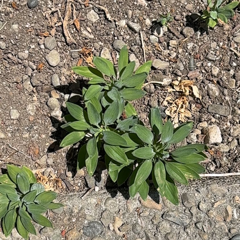 Photo of the plant species Peruvian-Lily by @Sunny108 named Little bitty - Lily on Greg, the plant care app