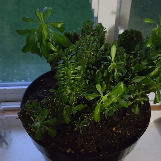 Photo of the plant species Crested African Candelabra by @YiftRose99 named Messi on Greg, the plant care app