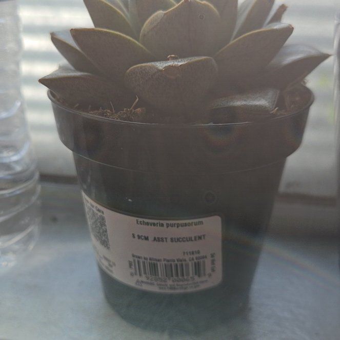 Photo of the plant species Echerveria 'Gilva' by @QuirkyCassava79 named Planty on Greg, the plant care app