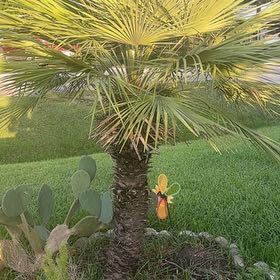 Photo of the plant species Mexican Fan Palm by @StarRedvein6 named Hemingway on Greg, the plant care app
