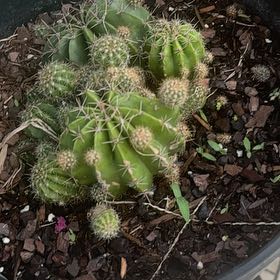 Photo of the plant species Scarlet Hedgehog Cactus by @StarRedvein6 named Sonora on Greg, the plant care app