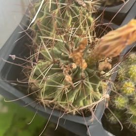 Photo of the plant species Miniature Barrel Cactus by @StarRedvein6 named Khaleesi on Greg, the plant care app