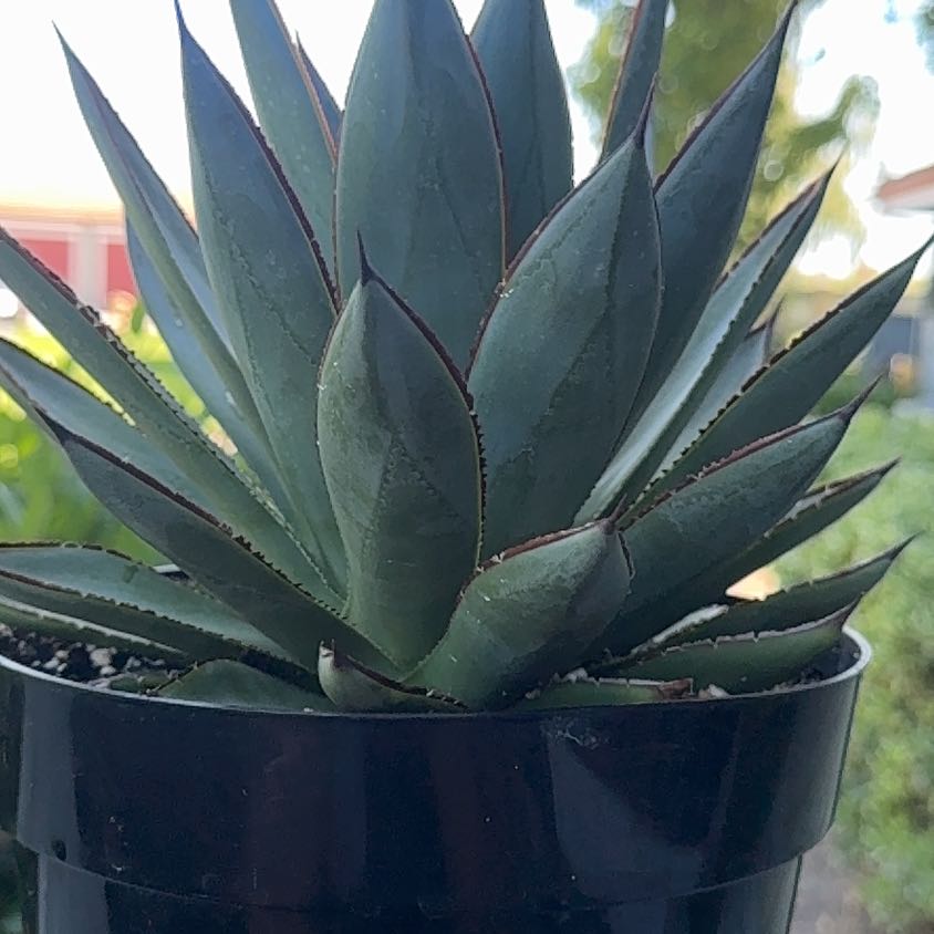 Photo of the plant species Agave Blue Glow by @PlayfulAtom9 named Spike Leaves on Greg, the plant care app