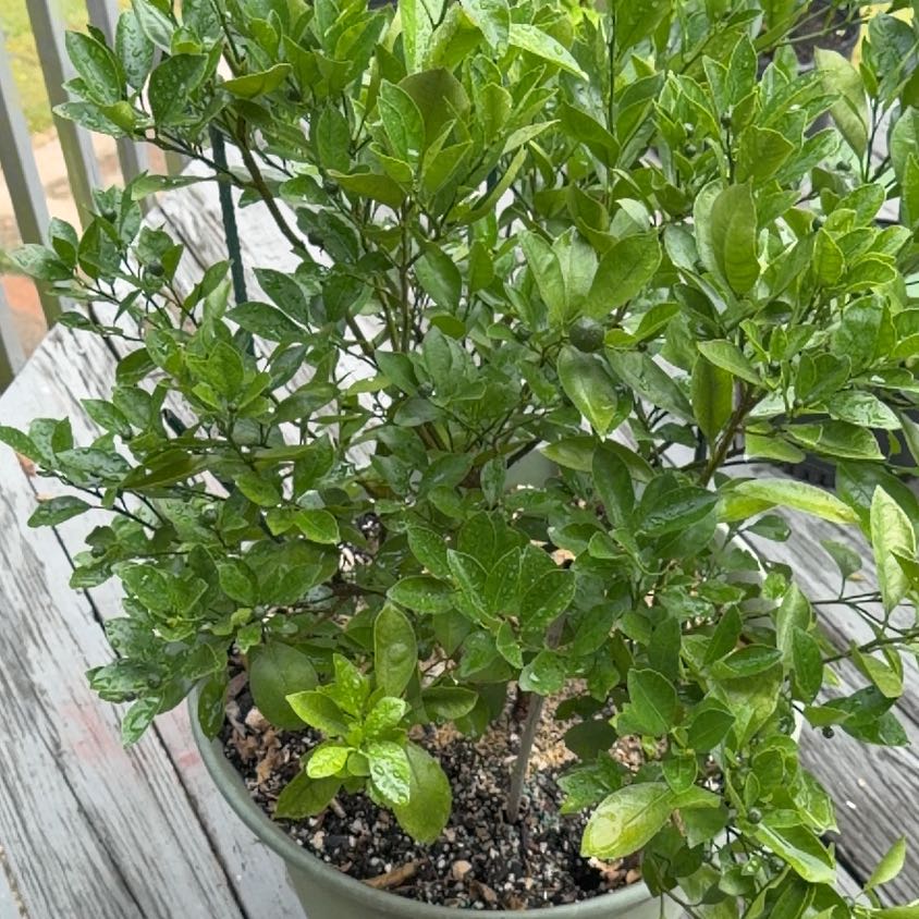 Photo of the plant species Mock Orange by @RadKonjac80 named Oscar on Greg, the plant care app