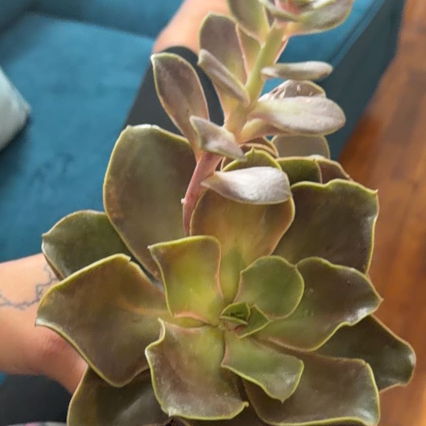 Photo of the plant species Echeveria 'Fireglow' by @WholeOakfern83 named Luna on Greg, the plant care app