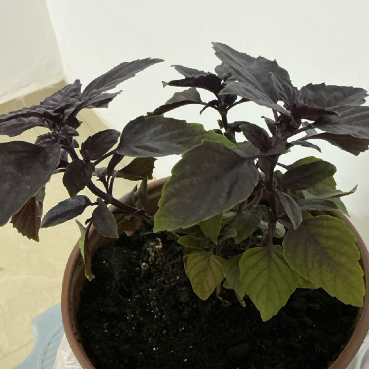 Photo of the plant species Purple Basil by @BuffGrapeivy77 named Raihana on Greg, the plant care app