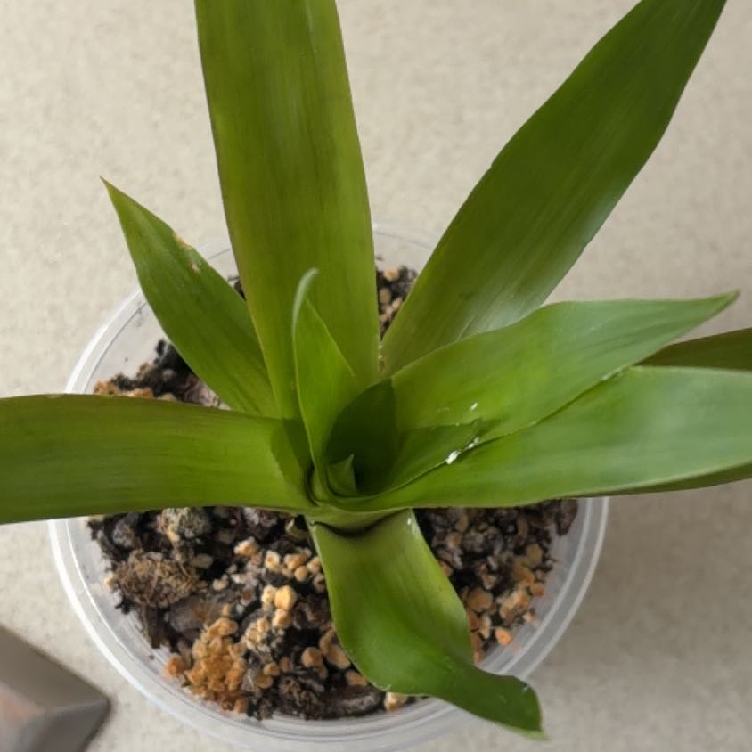 Photo of the plant species King of the Bromeliads by @BusyPersia53 named Rihanna on Greg, the plant care app