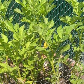 Photo of the plant species Potato by @KindRedhill88 named Beyonce on Greg, the plant care app
