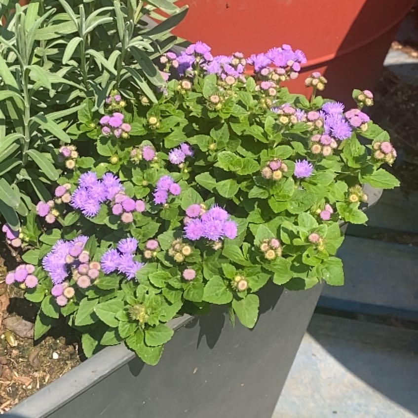 Photo of the plant species Flossflower by @KindRedhill88 named Sanders on Greg, the plant care app