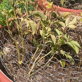 Photo of the plant species Potato by @KindRedhill88 named Treeyoncé on Greg, the plant care app