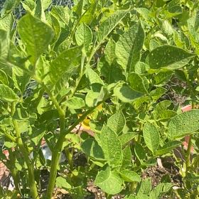 Photo of the plant species Potato by @KindRedhill88 named Muhammad Ali on Greg, the plant care app