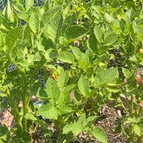 Photo of the plant species Potato by @KindRedhill88 named Darwin on Greg, the plant care app