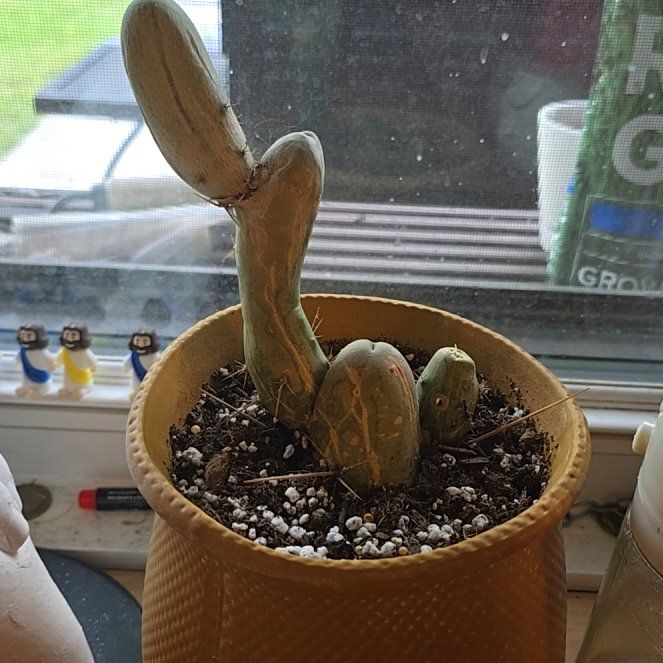 Photo of the plant species Penis cactus by @NoblyOregano20 named Richard on Greg, the plant care app