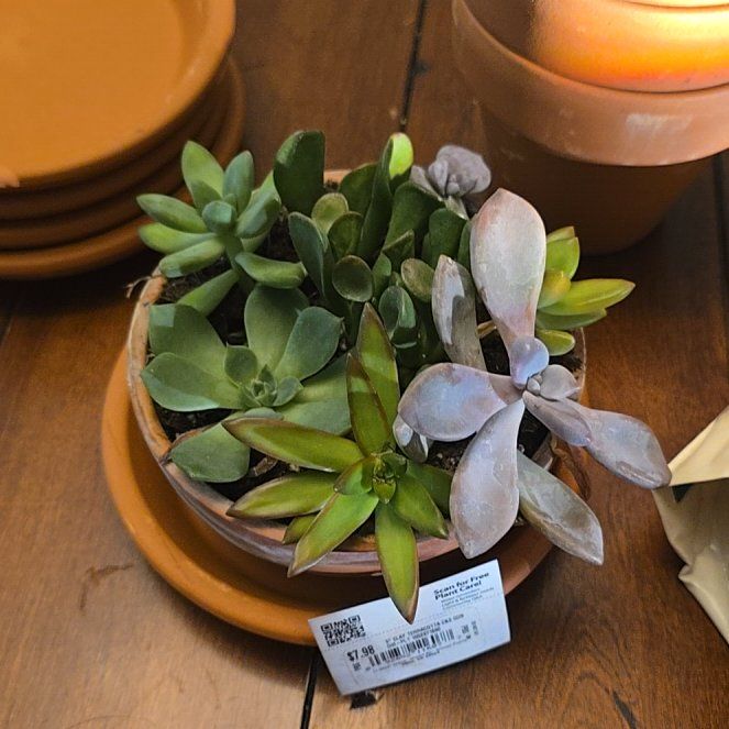 Photo of the plant species Assorted Succulents by @NoblyOregano20 named Gregarious on Greg, the plant care app
