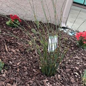 Photo of the plant species Chondropetalum tectorum by @KindTricolor98 named Zeus on Greg, the plant care app