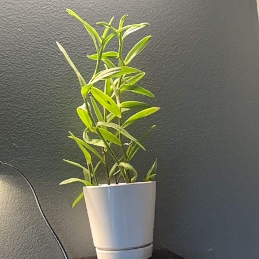 Photo of the plant species Fire Star Orchid by @TraveledHopsage named Lavender on Greg, the plant care app