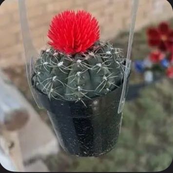 Photo of the plant species Chihuahuan Beehive by @SavvyPothos98 named Passion on Greg, the plant care app