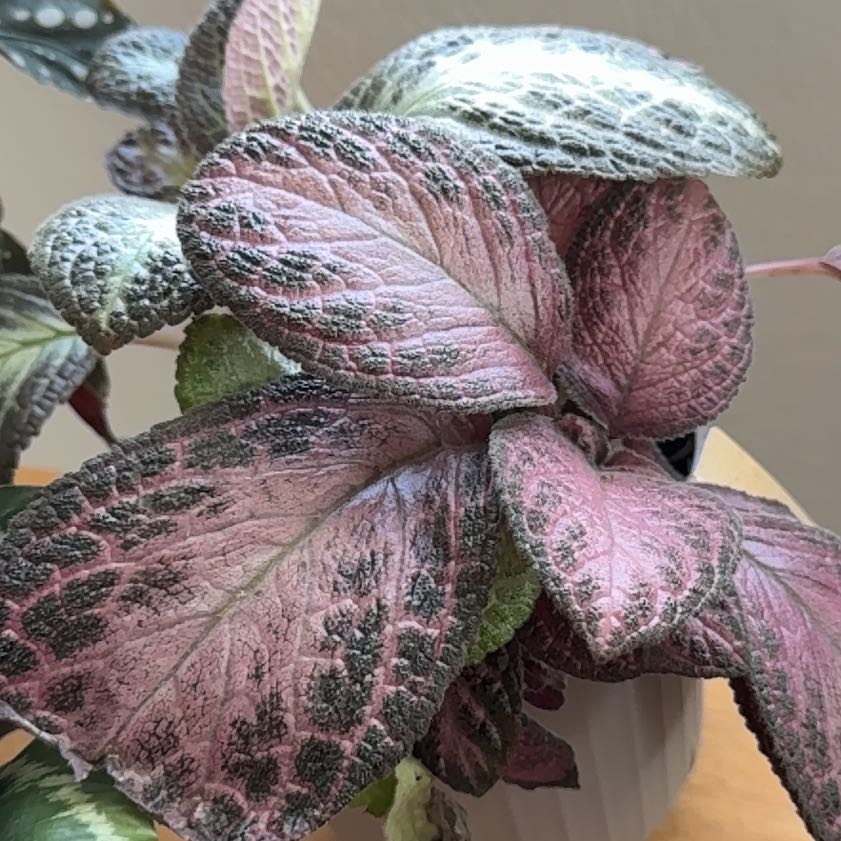 Photo of the plant species Checker Lily by @WholeCamphor28 named Mahalll on Greg, the plant care app