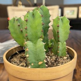 Photo of the plant species Moroccan Mound by @SilkyPignut11 named Morgan Highfill on Greg, the plant care app
