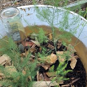 Photo of the plant species Garden Asparagus by @SirDill74 named Rainier on Greg, the plant care app
