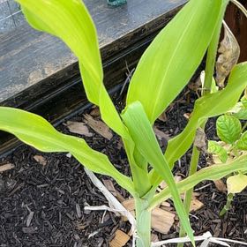 Photo of the plant species Corn by @SirDill74 named Messi on Greg, the plant care app