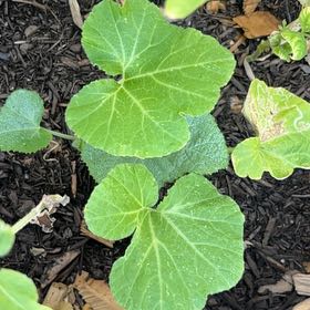Photo of the plant species Cucurbita Moschata by @SirDill74 named Elle on Greg, the plant care app