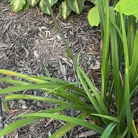 Photo of the plant species Orange Daylily by @Paigecooper6 named LiloStitch on Greg, the plant care app