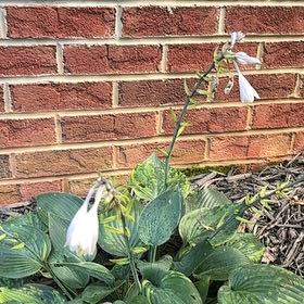 Photo of the plant species Plantain Lily by @Paigecooper6 named Clooney on Greg, the plant care app