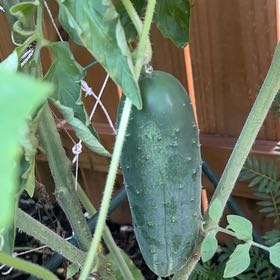 Photo of the plant species Cucumber by @Paigecooper6 named Kardashian on Greg, the plant care app