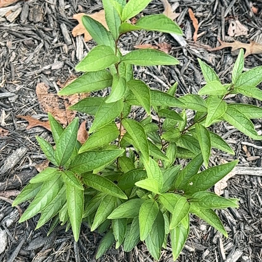 Photo of the plant species Asclepias Incarnata by @Paigecooper6 named Emerson on Greg, the plant care app