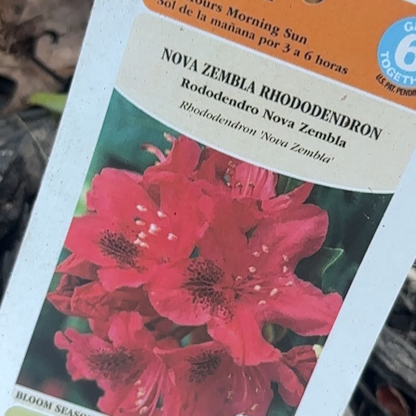 Photo of the plant species Rhododendron by @Paigecooper6 named Bigleef Smalls on Greg, the plant care app