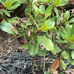 Photo of the plant species Pacific Rhododendron by @Paigecooper6 named Stella on Greg, the plant care app