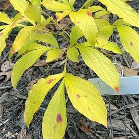 Photo of the plant species Common Peony by @Paigecooper6 named Apollo on Greg, the plant care app