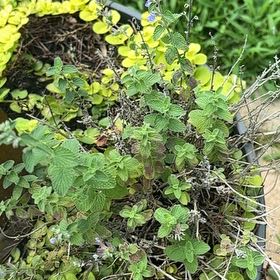 Photo of the plant species Weeping Lantana by @Paigecooper6 named Gaga on Greg, the plant care app