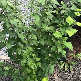 Photo of the plant species Korean Hibiscus by @Paigecooper6 named Oscar on Greg, the plant care app