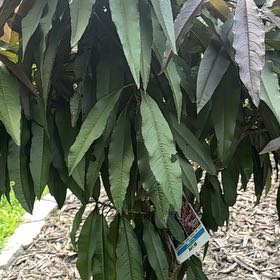 Photo of the plant species Prunus Persica by @Paigecooper6 named Austen on Greg, the plant care app