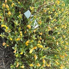 Photo of the plant species Portulaca Umbraticola by @Paigecooper6 named Kendall on Greg, the plant care app