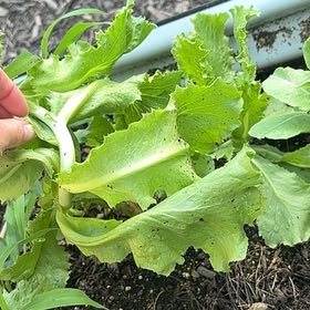 Photo of the plant species Leaf Lettuce by @Paigecooper6 named Wall-E on Greg, the plant care app