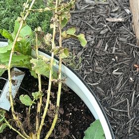 Photo of the plant species Potato by @Paigecooper6 named Naomi on Greg, the plant care app