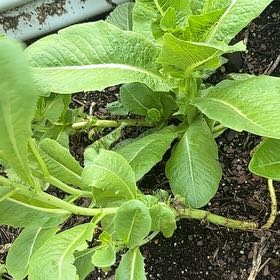Photo of the plant species Leaf Lettuce by @Paigecooper6 named Fernie Mercury on Greg, the plant care app