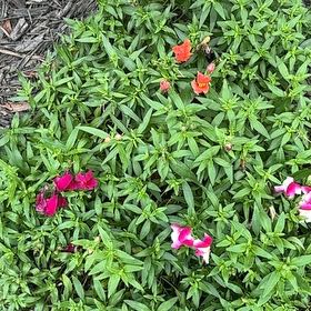 Photo of the plant species Antirrhinum Majus by @Paigecooper6 named Athena on Greg, the plant care app