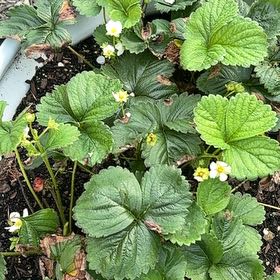 Photo of the plant species Beach Strawberry by @Paigecooper6 named Morgan Treeman on Greg, the plant care app