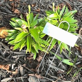 Photo of the plant species Tiger Lily by @Paigecooper6 named Aria on Greg, the plant care app